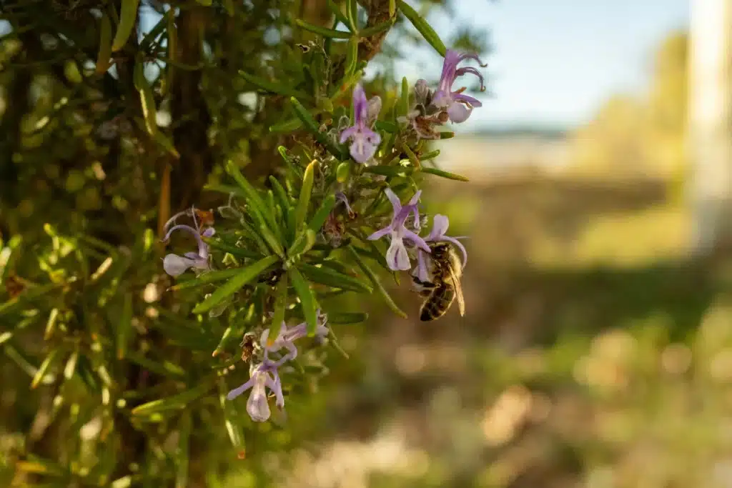 site e-commerce refonte Sirops du Barbu